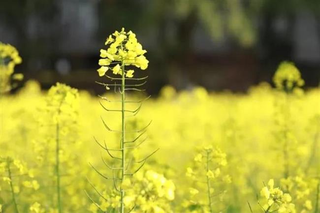 油菜花.jpg